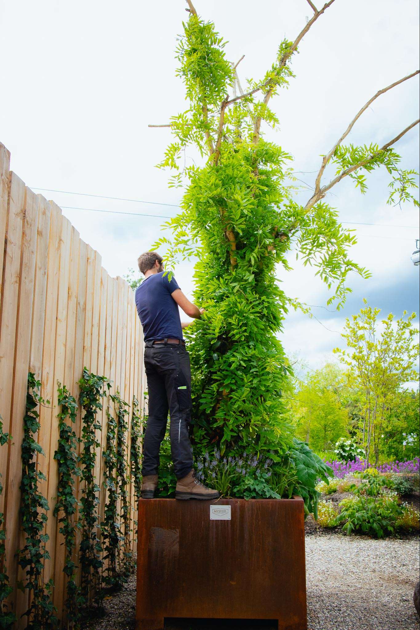 Chris Meeuwsen staat de planten van een Urban Tree te verzorgen bovenop een plantenbak