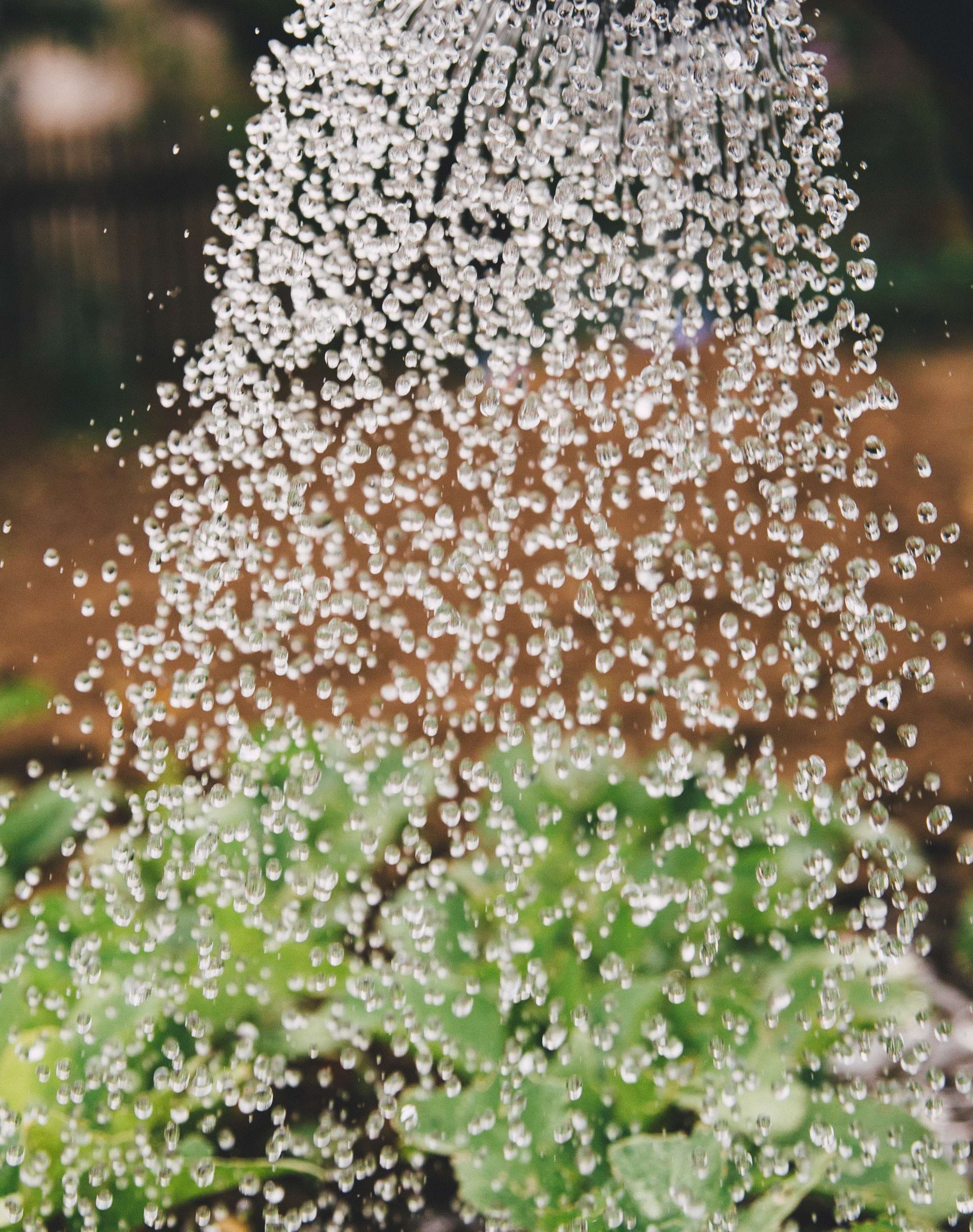 Een straal water wordt over planten gesproeid