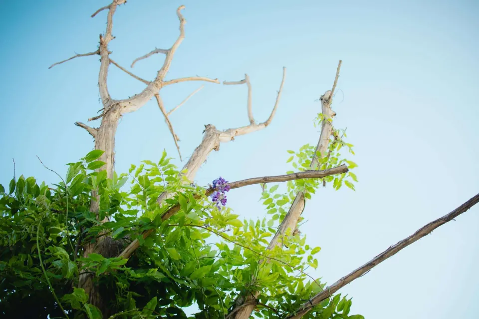 De uitstekende takken van een Urban Tree