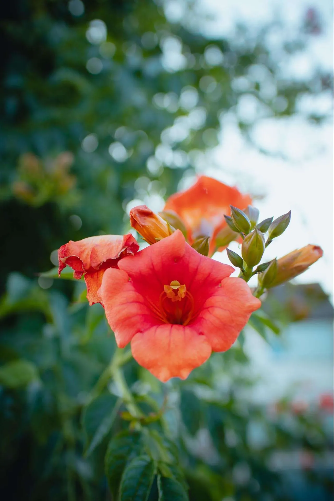 Een fel oranje bloem