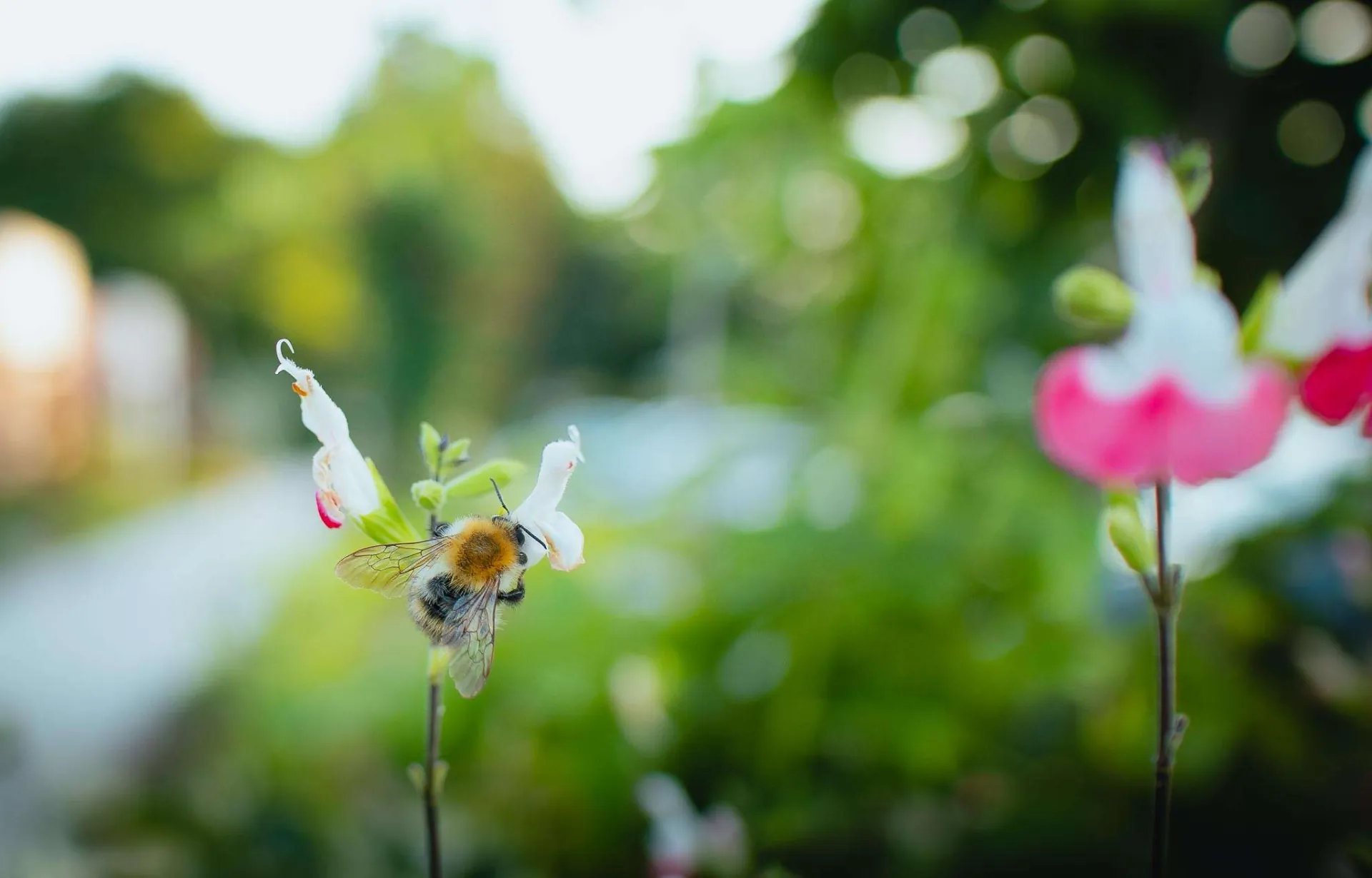 Een bij op een bloem