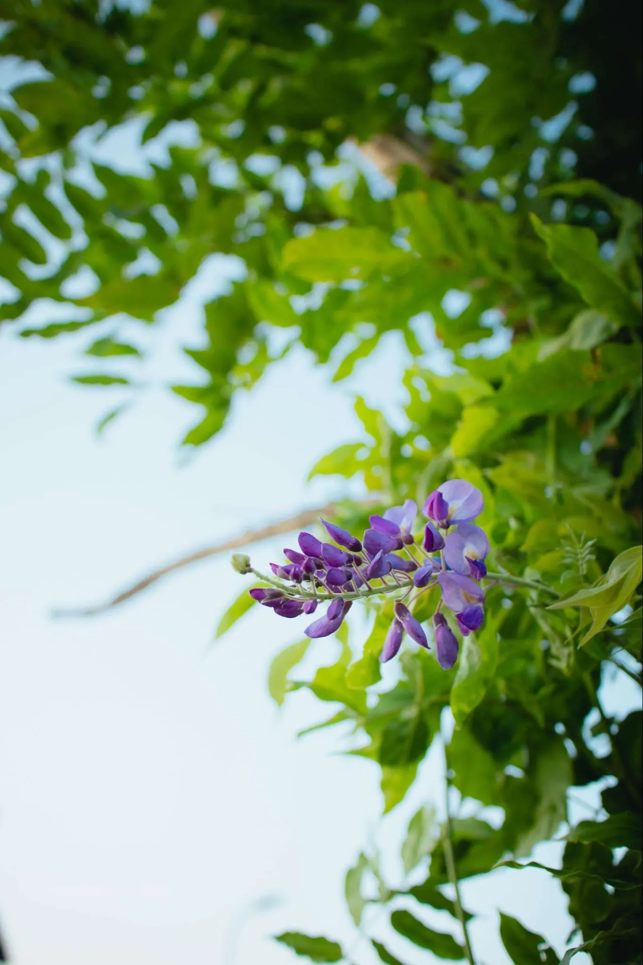 Een paarse bloem in een Urban Tree